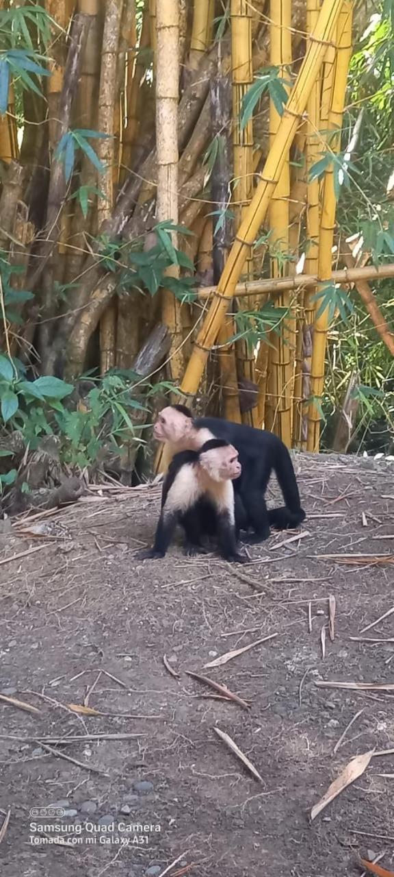 Grand Park Manuel Antonio - Adults Only 호텔 외부 사진